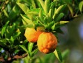 如何使柑橘提早開花（如何使柑橘提早開花呢）
