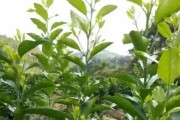 柑橘樹的病蟲害有哪些_今年沙田柚樹特別多蟲子 柑橘樹的病蟲害有哪些_今年沙田柚樹特別多蟲子