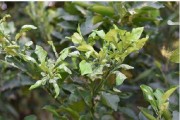 幼果期柑橘種植技術_柑橘幼果期能使用毒死蜱嗎