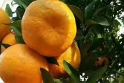冬季柑橘種植修剪技術_高溫天氣柑橘樹能修剪嗎