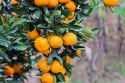 柑橘種植技術視頻6_還能發展什么高附加值農業