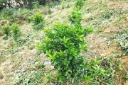 山地柑橘的種植技術_柑橘樹如何嫁接