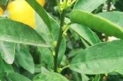 崇左柑橘種植技術規程書_我國沒有無核沃柑091的品種權嗎