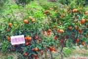 紅美人柑橘品種簡介及圖片_紅美人與明日見品質哪個好