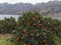 未來5年柑橘前景如何？種植趨勢、市場機遇與行業(yè)挑戰(zhàn)深度解析