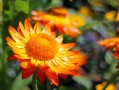 柑橘套袋幾天發(fā)芽（柑橘套袋幾天發(fā)芽啊）