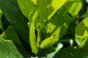 柑橘種植技術高產視頻_嫁接苗如何培養
