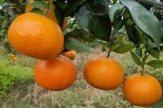 清香蜜桔栽培技術(shù)（清香蜜桔種植條件）