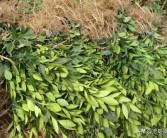 盆景柑橘種植技術_沃柑適合盆栽嗎