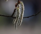 柑橘樹春天發(fā)芽時打什么藥好（柑橘發(fā)芽期打什么農藥）