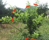 柑橘6月份病蟲害防治_吡唑氟環唑在果樹上使用說明
