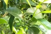 柑橘種植專業技術_春見柑橘的種植技術是什么