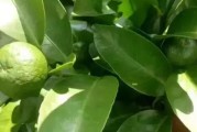 柑橘鳳蝶樹種植技術_玉帶翠鳳蝶養殖