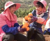 新平柑橘種植技術_1萬畝柑橘產量