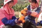 新平柑橘種植技術_1萬畝柑橘產量