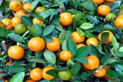 柑橘科學種植技術_901無核沃柑種植技術