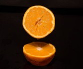 柑橘嫁接實用技術芽接（柑橘嫁接枝條采取要求）