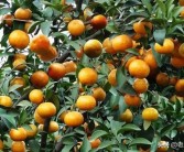 柑橘園種植管理技術_金秋沙糖橘架接出芽怎么管理