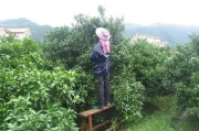 柑橘種植后管理技術_紐荷爾臍橙栽培管理技術 柑橘種植后管理技術_紐荷爾臍橙栽培管理技術