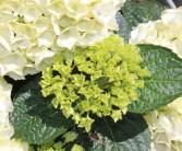 沃柑4月份可以淋水嗎（4月份沃柑怎樣管理呢）