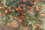 沃柑6月份還會(huì)落果嗎為什么（沃柑六七月份還會(huì)開(kāi)花嗎）