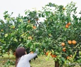 大棚柑橘的種植技術_紅美人柑橘品種優缺點
