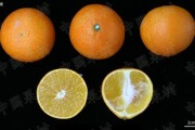 柑橘高壟種植技術_陜南這邊春季適宜種哪些蔬菜