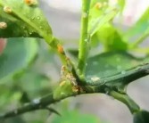 柑橘春梢該防什么病蟲害_為什么柑橘著色前要促花