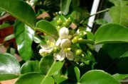 柑橘?；ǚN植技術(shù)_如何讓柑橘又大又甜同時(shí)?；ū９尮麑?shí)膨大提升柑橘品質(zhì)