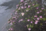 東坡柑橘的種植技術_眉山有哪些特產 東坡柑橘的種植技術_眉山有哪些特產