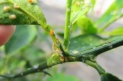 柑橘物理防治病蟲害方法_柑橘黑粉刺虱防治方法是什么 柑橘物理防治病蟲害方法_柑橘黑粉刺虱防治方法是什么