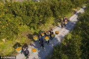 無人機柑橘種植技術_大疆植保效果詳細介紹