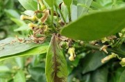 柑橘病蟲(chóng)害防治技術(shù)圖片_葉子底下花和落葉 柑橘病蟲(chóng)害防治技術(shù)圖片_葉子底下花和落葉