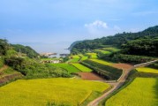 科技賦能鄉村振興：明溪柑桔種植合作社引領果農增收新路徑