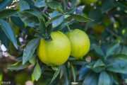 萬畝晚熟柑橘種植技術(shù)_沃柑嫁接幾年結(jié)果 萬畝晚熟柑橘種植技術(shù)_沃柑嫁接幾年結(jié)果