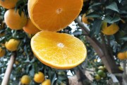 愛媛38號適合種植的地區_愛媛38號幼樹九月如何管理