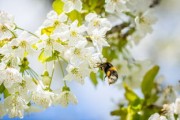 沃柑需要抹秋芽嗎為什么（沃柑不放秋梢行嗎）