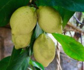 柑橘種植管理技術(shù)與柑桔黃龍病特效藥綜合應(yīng)用及防控指南