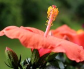 沃柑開花前保花還開花后噴藥好呢（沃柑花期可以噴藥嗎?）