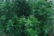 馬水柑橘病蟲害原色_及對應的品種特點是什么
