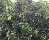 柑橘種植管理技術(shù)指南_沃柑種植有哪些注意要點
