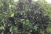 柑橘種植養(yǎng)護(hù)管理技術(shù)_種植柑橘土壤什么酸堿度最好
