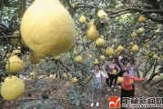 玉林柑橘苗種植技術(shù)_今年的水果為什么這么貴