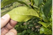柑橘核心種植技術_種植柑桔技術制水是什么意思