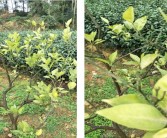 眉山柑橘種植技術員_榮縣古佳鎮人口有多少