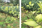 眉山柑橘病蟲害防治站電話_哪種冰糖橙更好吃芭芭農場答題