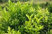 直播柑橘種植技術_柑橘2毛5都賣不出去而傾倒在國道盤在桂林