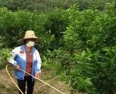 柑橘果樹病蟲害防治時間_柑橘潰瘍病與脂點黃斑病如何區分