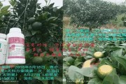 桂林綠亨柑橘種植技術(shù)_老果園改造如何解決重茬