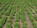 柑橘最新引進新品種：優質高產特性與高效栽培技術解析